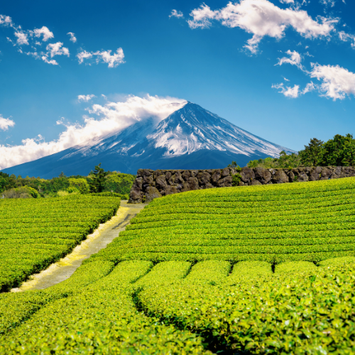 Fuji mountains and green tea plantation in Shizuoka, Japan.